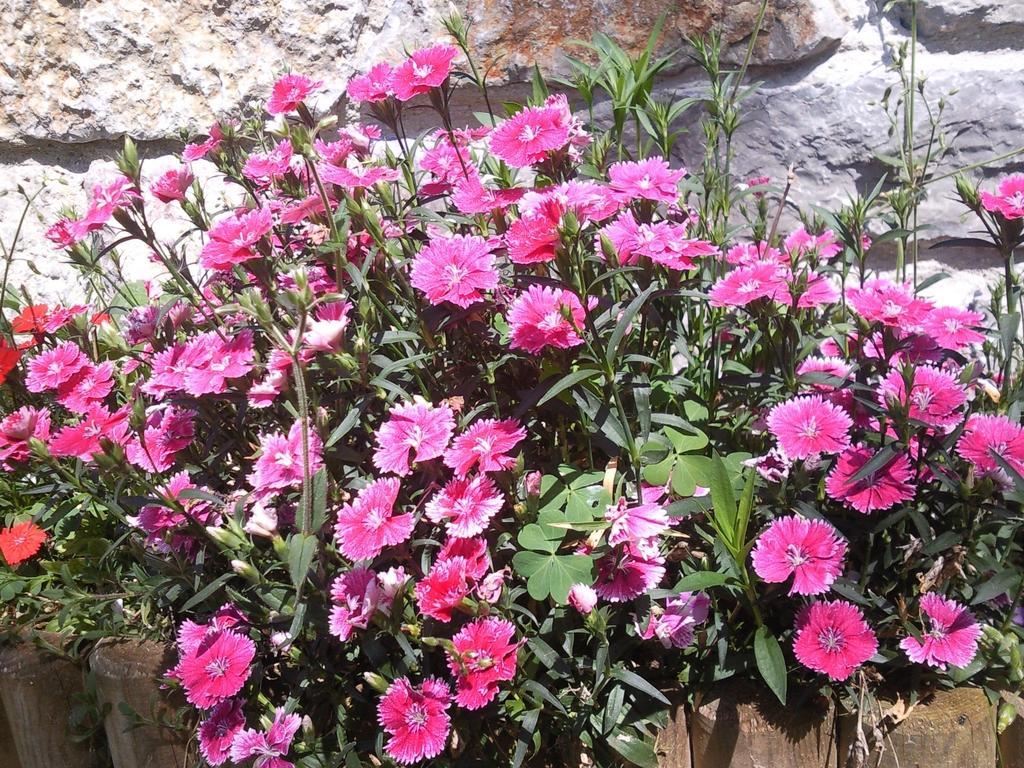 Apartamentos Rurales La Gueertona Ardines Dış mekan fotoğraf